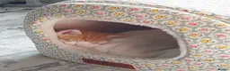 Mixed Breed cats for sale: 8 week old kittens. 2 boys 1 girl - Advert 26