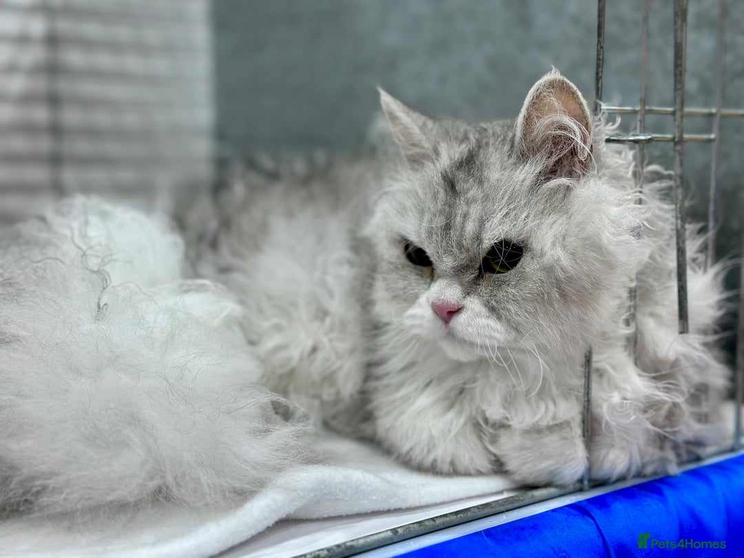 Selkirk Rex cats for sale: 3 year old retired Selkirk Rex Girl Available - Image 1