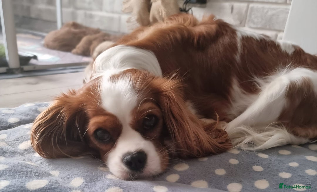 Cavapoo dogs for sale: Cavapoo Toy F1 ❤️ DNA TESTED - Advert 15