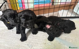 Cocker Spaniel dogs for sale: Beautiful KC Cocker Spaniel Pups - Black - Image 8