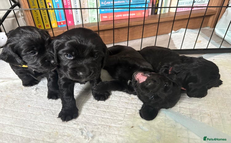 Cocker Spaniel dogs - Advert 1