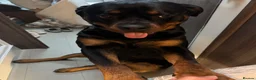 Rottweiler dogs for sale: KC Srb Rottweilers 19 champion winning bloodlines - Advert 11