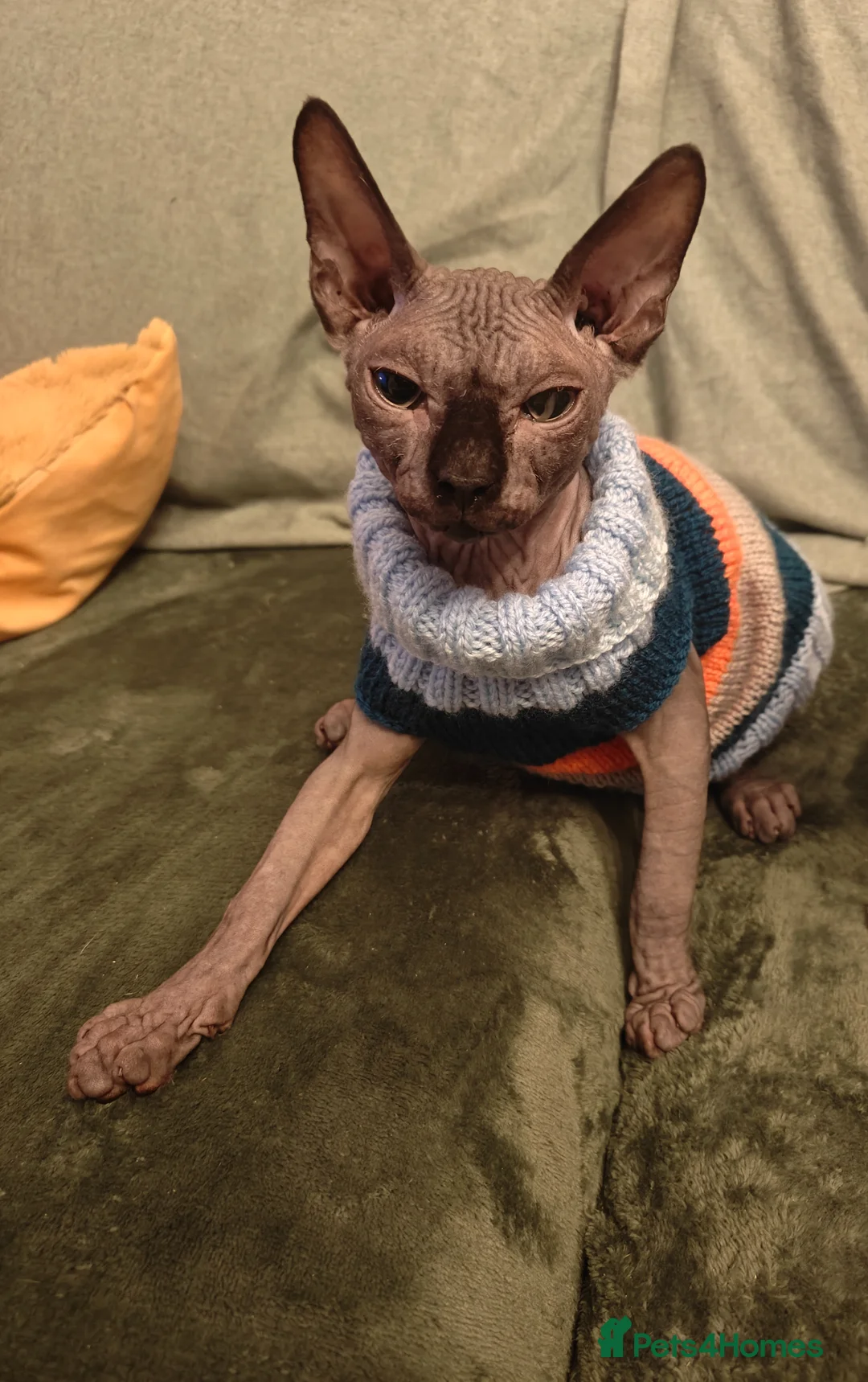 Sphynx cats for sale: Majestic Kitten Sphynx  - Advert 7