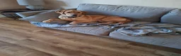 Labrador Retriever dogs for sale: Digby  in Diss - Advert 3