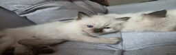 Ragdoll cats for sale: Beautiful Ragdoll Kittens Ready From 11th August - Advert 12