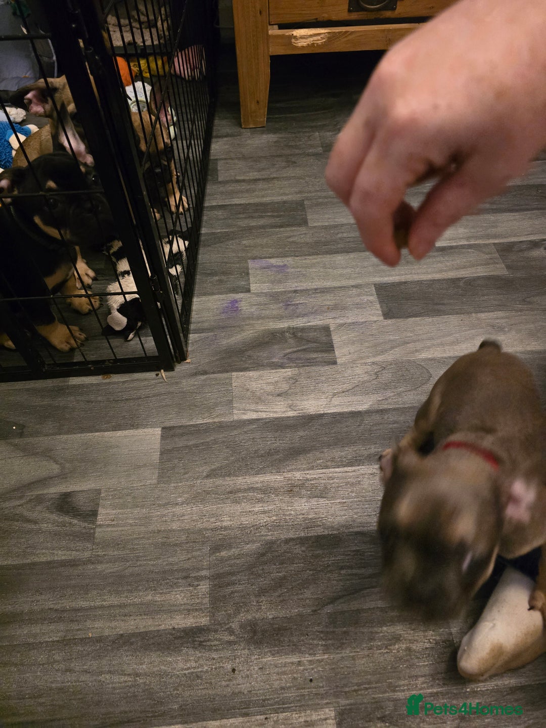 French Bulldog dogs for sale: Frenchie puppies - Image 21