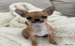 Chihuahua dogs for sale: Male chihuahua  - Image 2