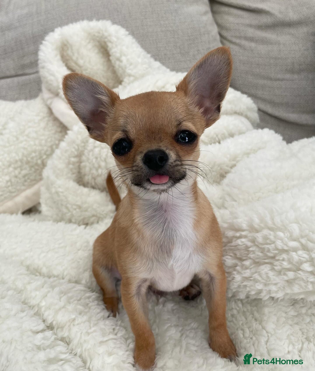 Chihuahua dogs for sale: Male chihuahua  - Image 2