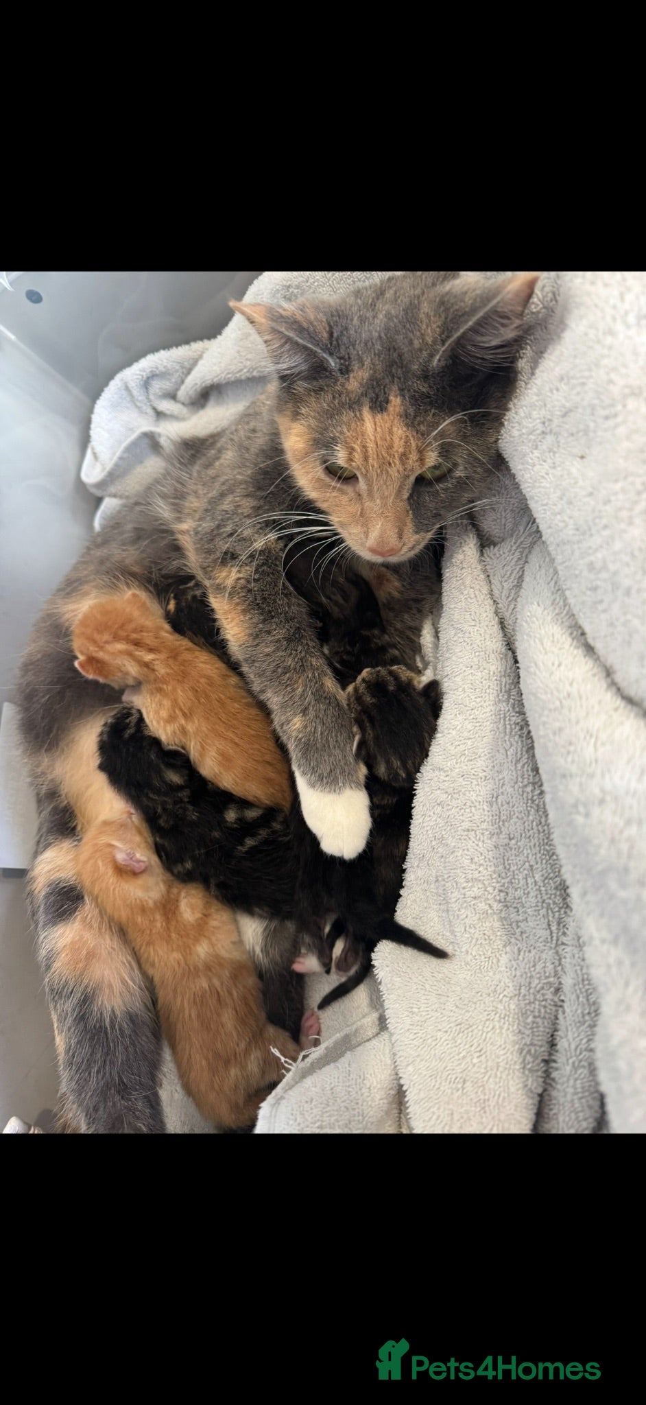 Mixed Breed cats 1 kitten for sale  - Advert 1