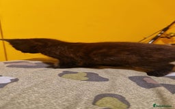 Domestic Shorthair cats for sale: 4 beautiful kittens, ready to go 2nd September  - Image 10
