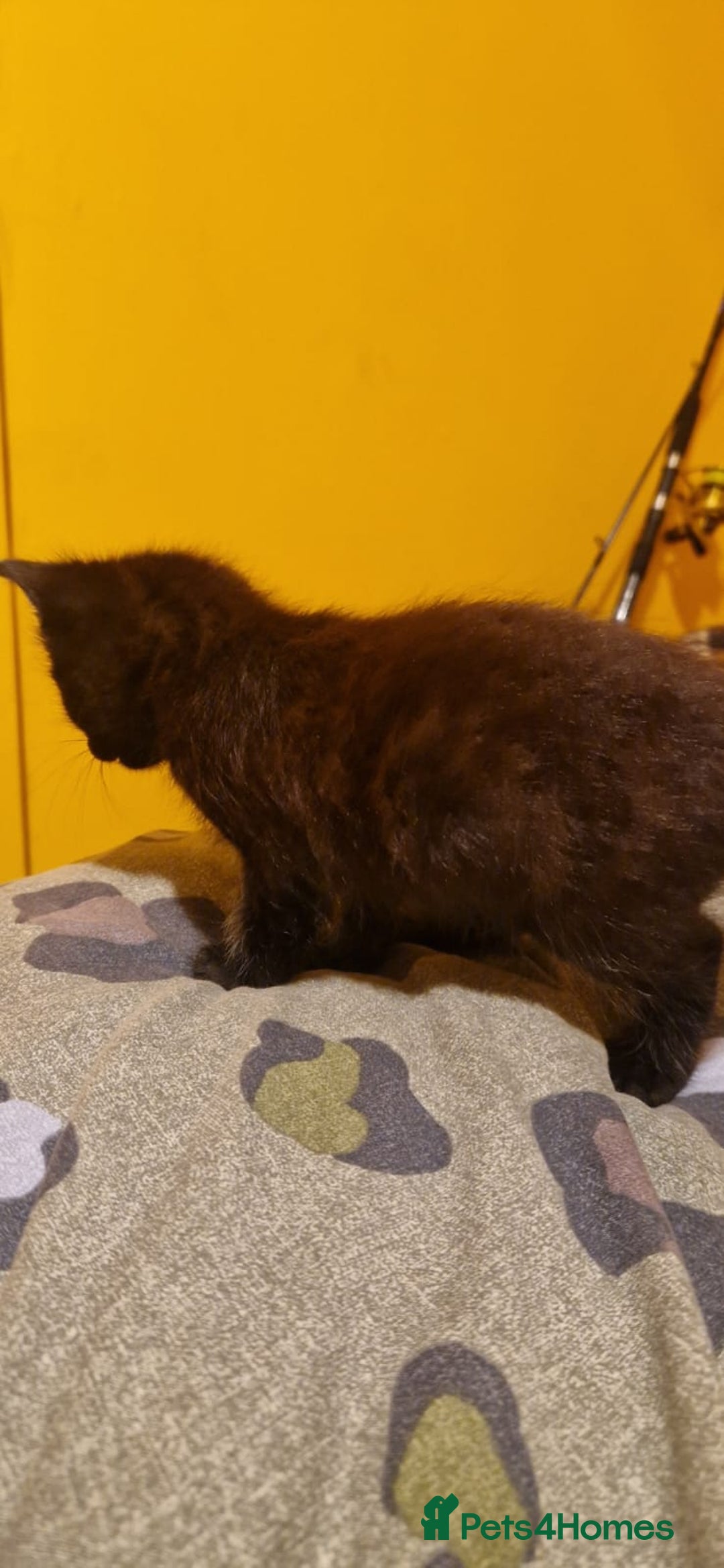 Domestic Shorthair cats for sale: 4 beautiful kittens, ready to go 2nd September  - Image 10