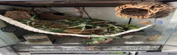 Mouse rodents for sale: 3 male African Pygmy dormice (miniature squirrel)  - Advert 1