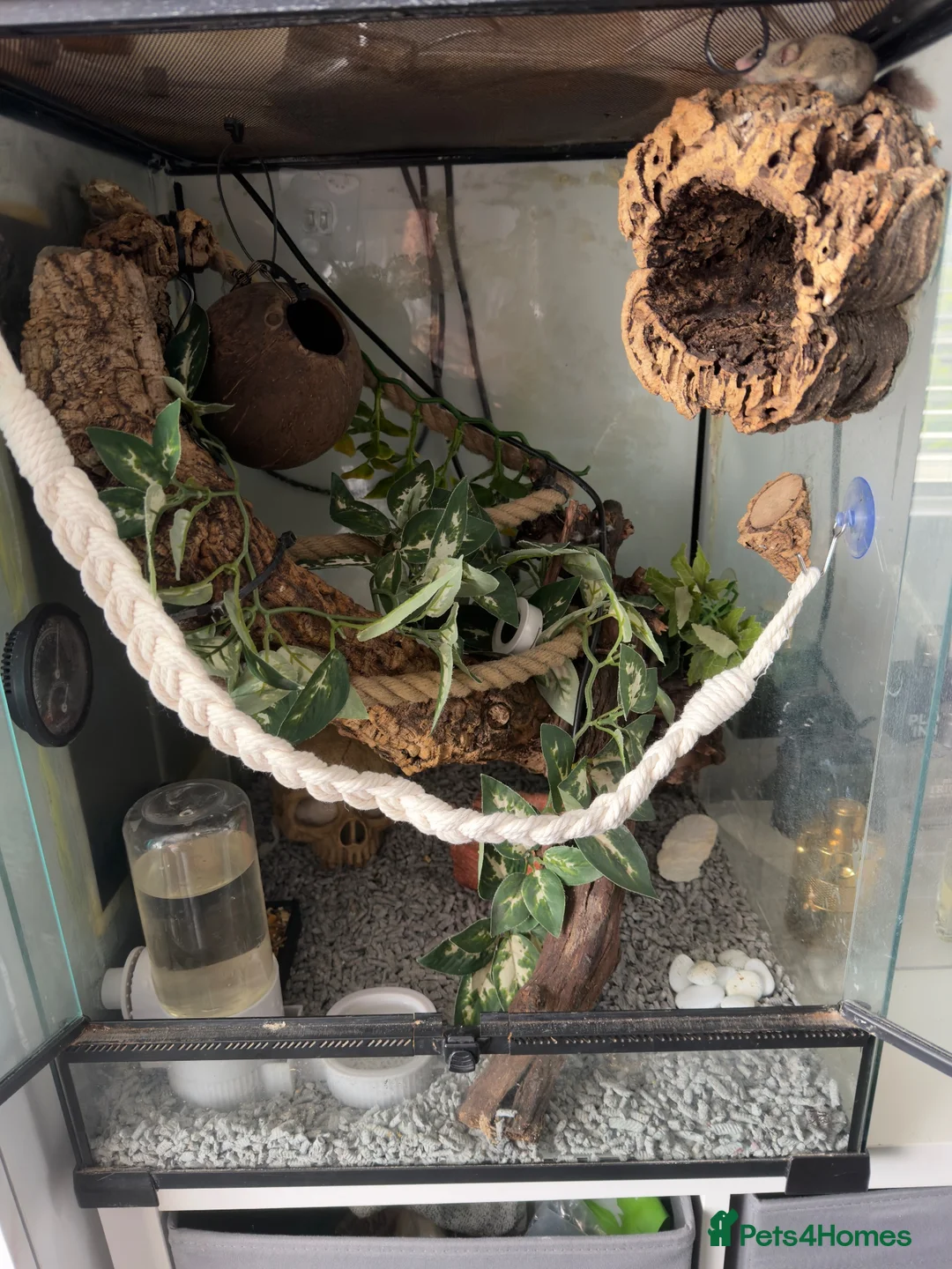 Mouse rodents for sale: 3 male African Pygmy dormice (miniature squirrel)  - Advert 1