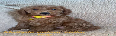 Cockapoo 1