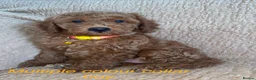 Cockapoo dogs for sale: F1BB Cockapoos  in Leicester - Advert 7