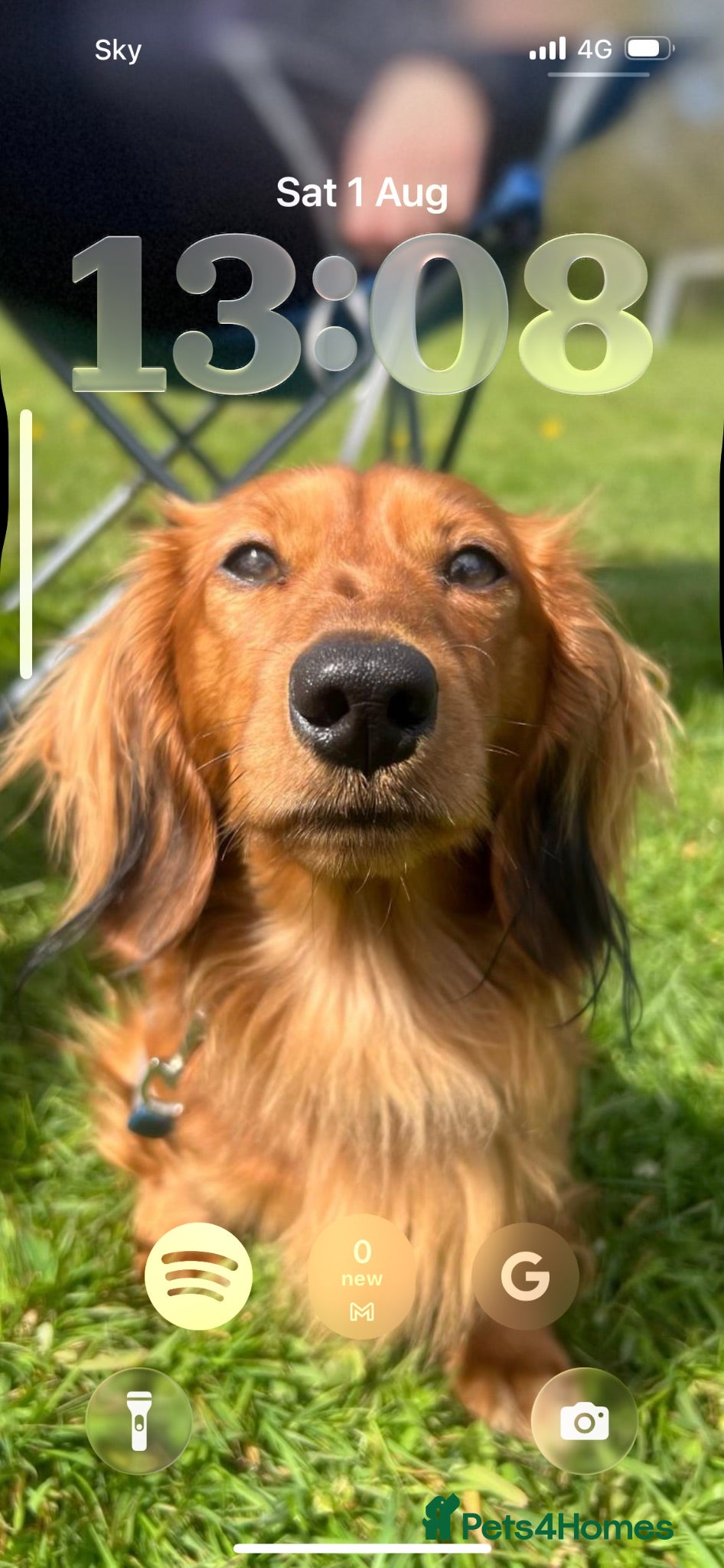 Miniature Dachshund dogs Miniature dachshund-Adult - Advert 7