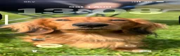 Miniature Dachshund dogs for sale: Miniature dachshund-Adult - Advert 1