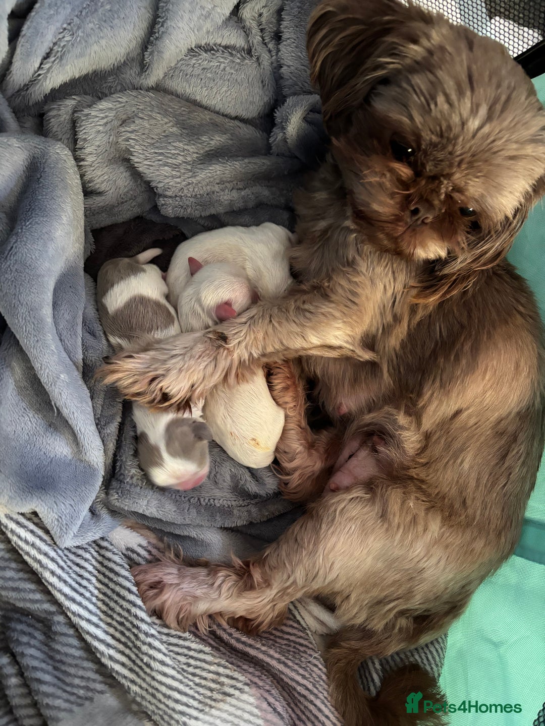 Shih Tzu dogs for sale: Beautiful Shih Tzu puppies - Advert 4