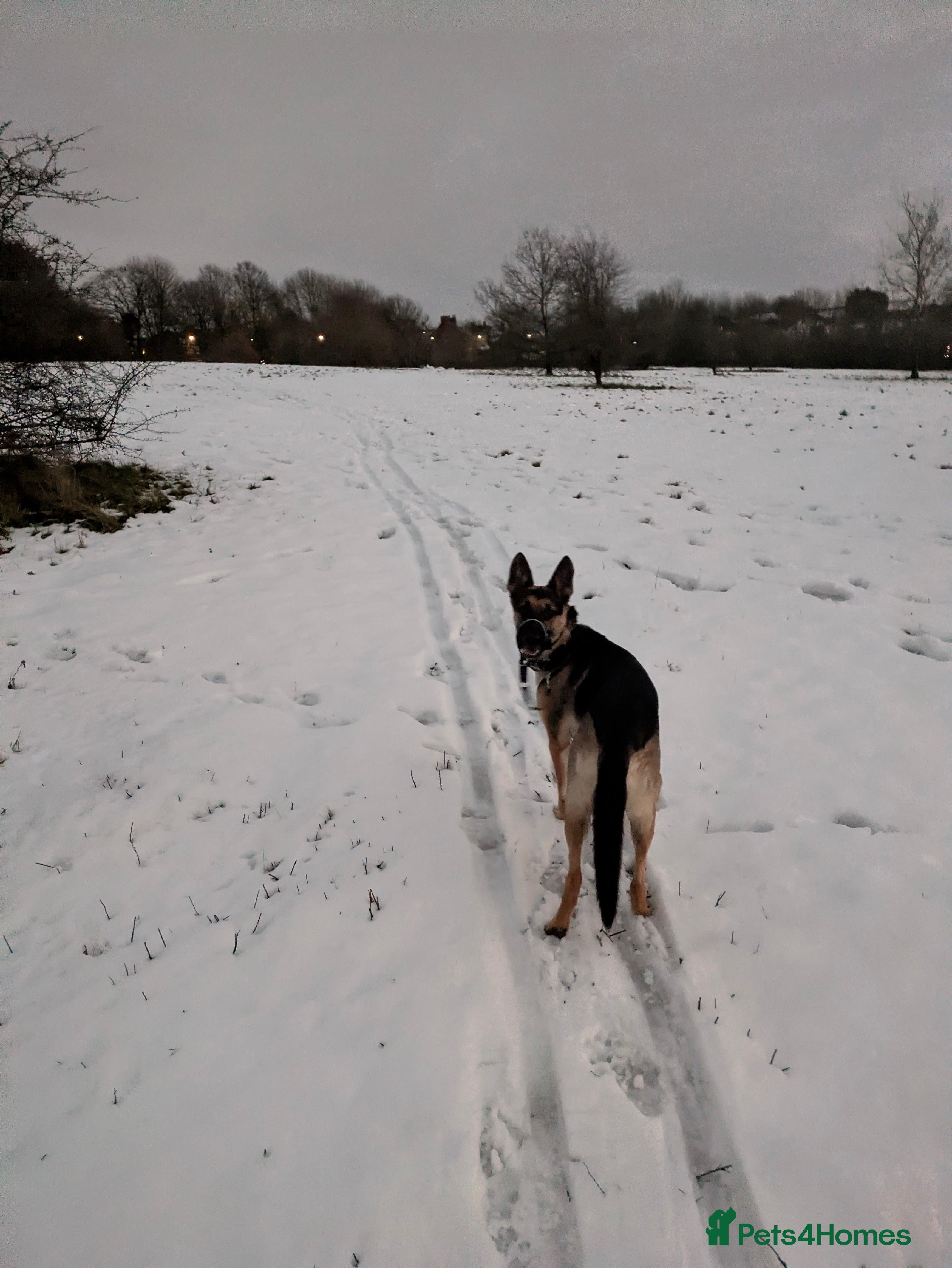 German Shepherd dogs Female German shepherd  - Advert 1