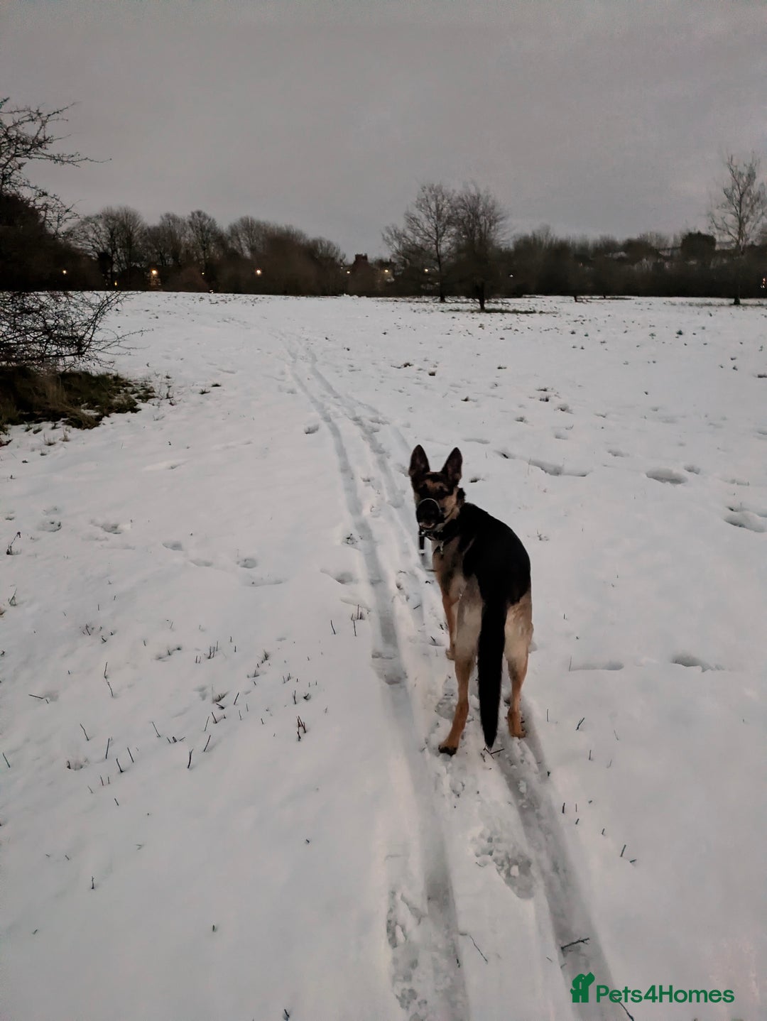 German Shepherd dogs for sale: Female German shepherd  - Advert 1