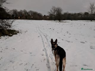 German Shepherd dogs Female German shepherd - Advert 1