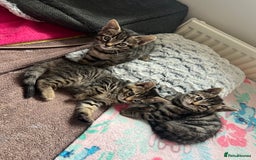 Bengal cats for sale: Beautiful Charcoal Bengal Female Kittens 🐾  - Image 4