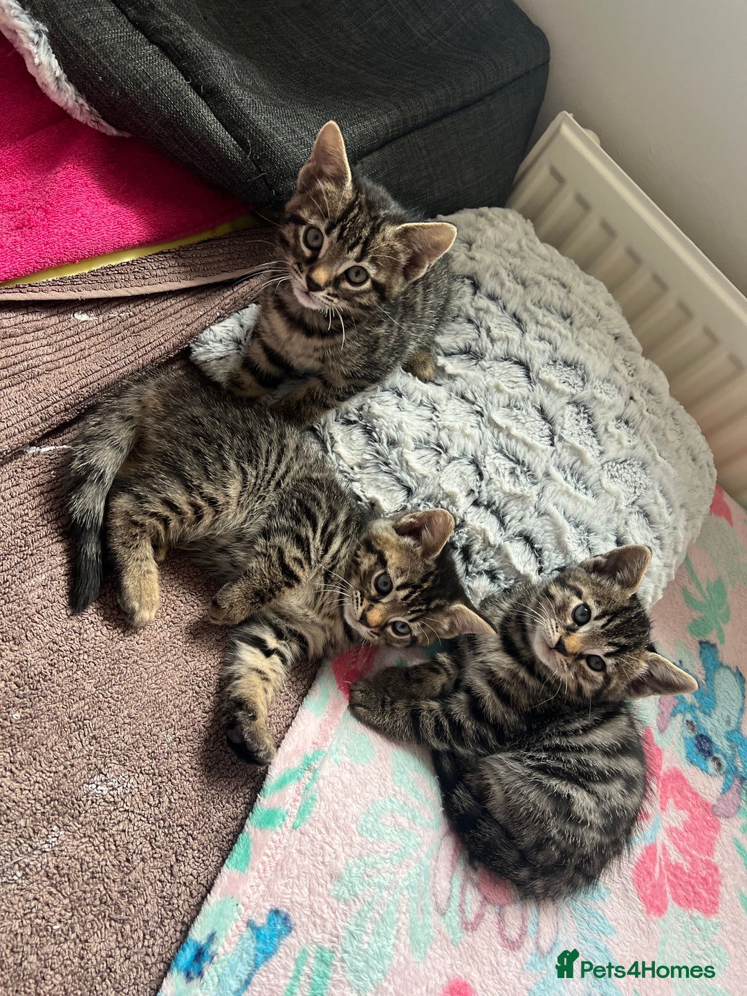 Bengal cats for sale: Beautiful Charcoal Bengal Female Kittens 🐾  - Image 4