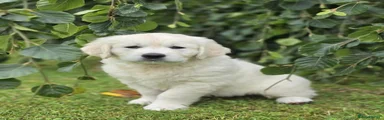 Golden Retriever 3