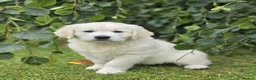 Golden Retriever dogs for sale: Chunky health tested Golden Retriever puppies - Advert 2