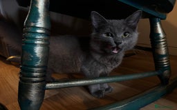 Ragdoll cats for sale: Ragdoll x - Image 4