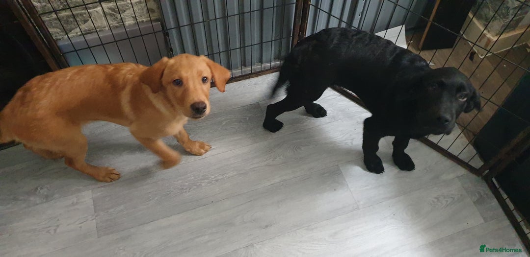 Labrador Retriever dogs for sale: KC registard Labrador Retrievers fully vaccinated. in Barnstaple - Image 14
