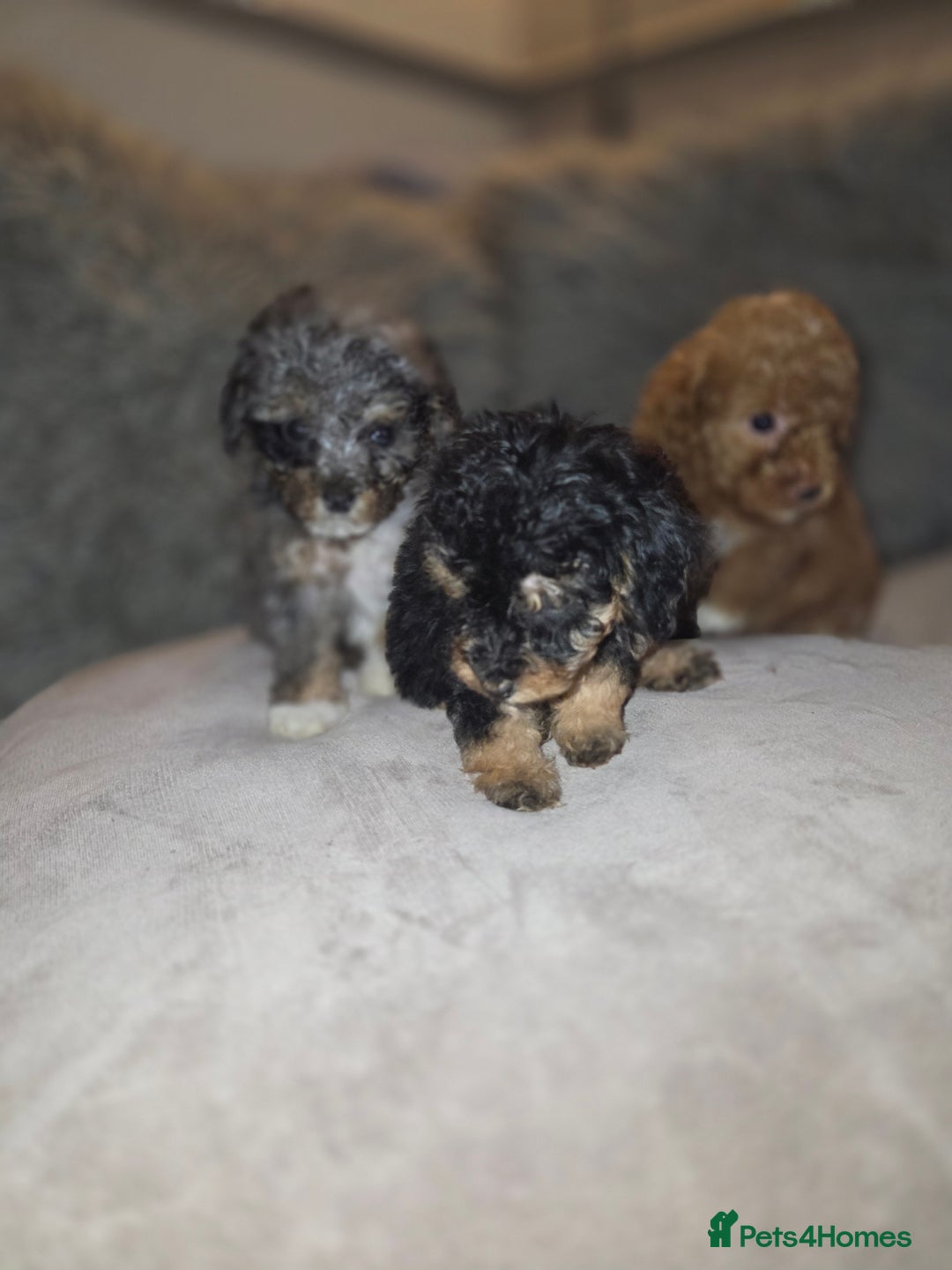 Toy Poodle dogs for sale: Beautiful Toy Poodle puppies - Image 15