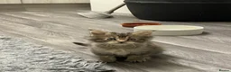Maine Coon cats for sale: MAINE COON  - Advert 5