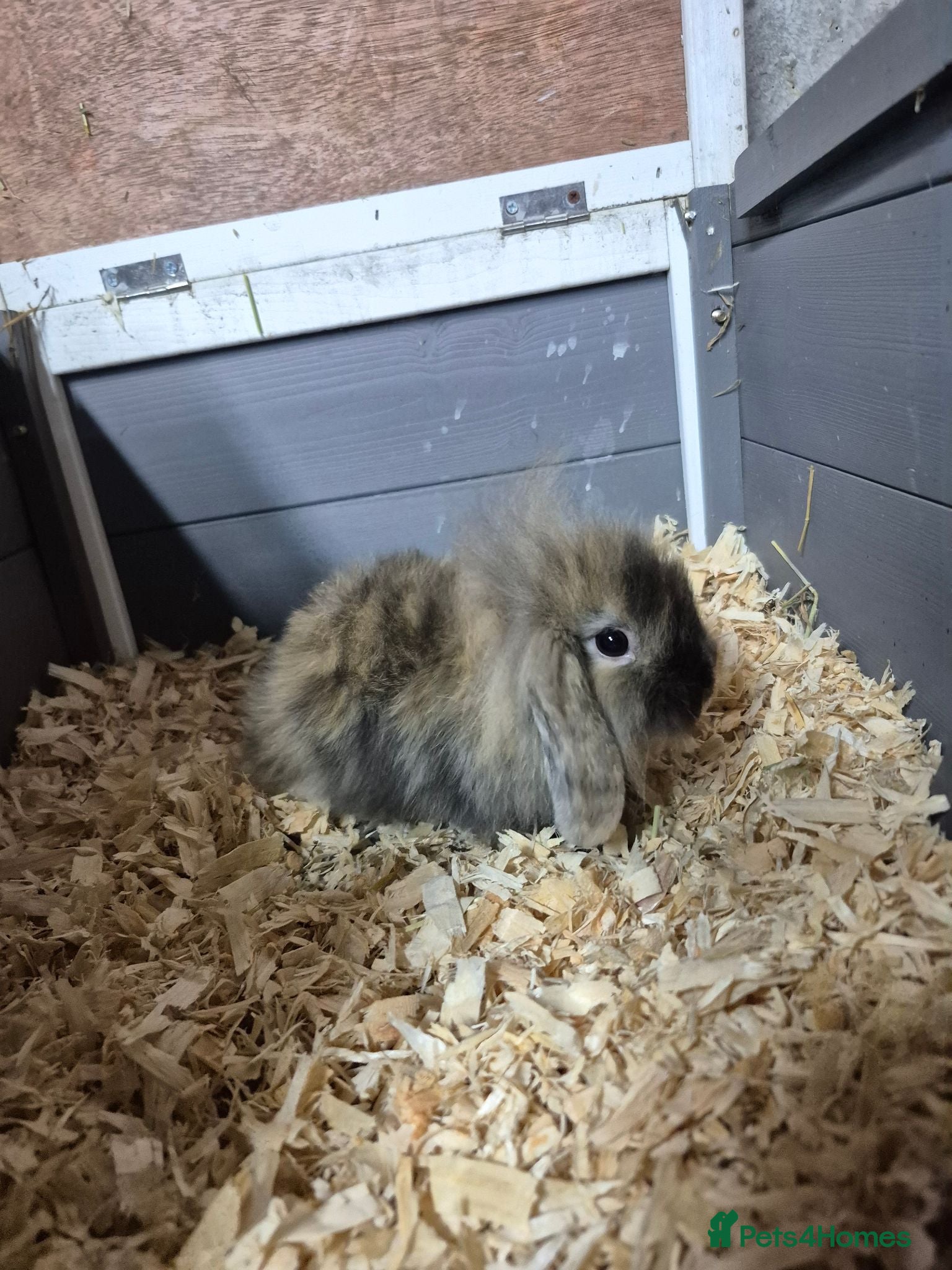 Mini Lion Lop rabbits 8 week old lionhead lops mixed litter  - Advert 2
