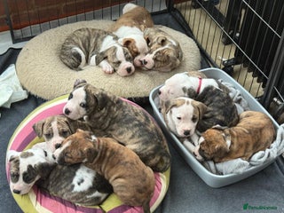 Mixed Breed dogs American Bulldog Puppies – Child & Cat Friendly - Advert 15