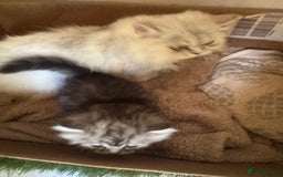 Persian cats for sale: Stunning silver Persian kittens  - Image 4