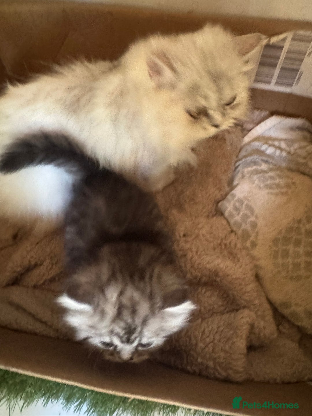 Persian cats for sale: Stunning silver Persian kittens  - Image 4