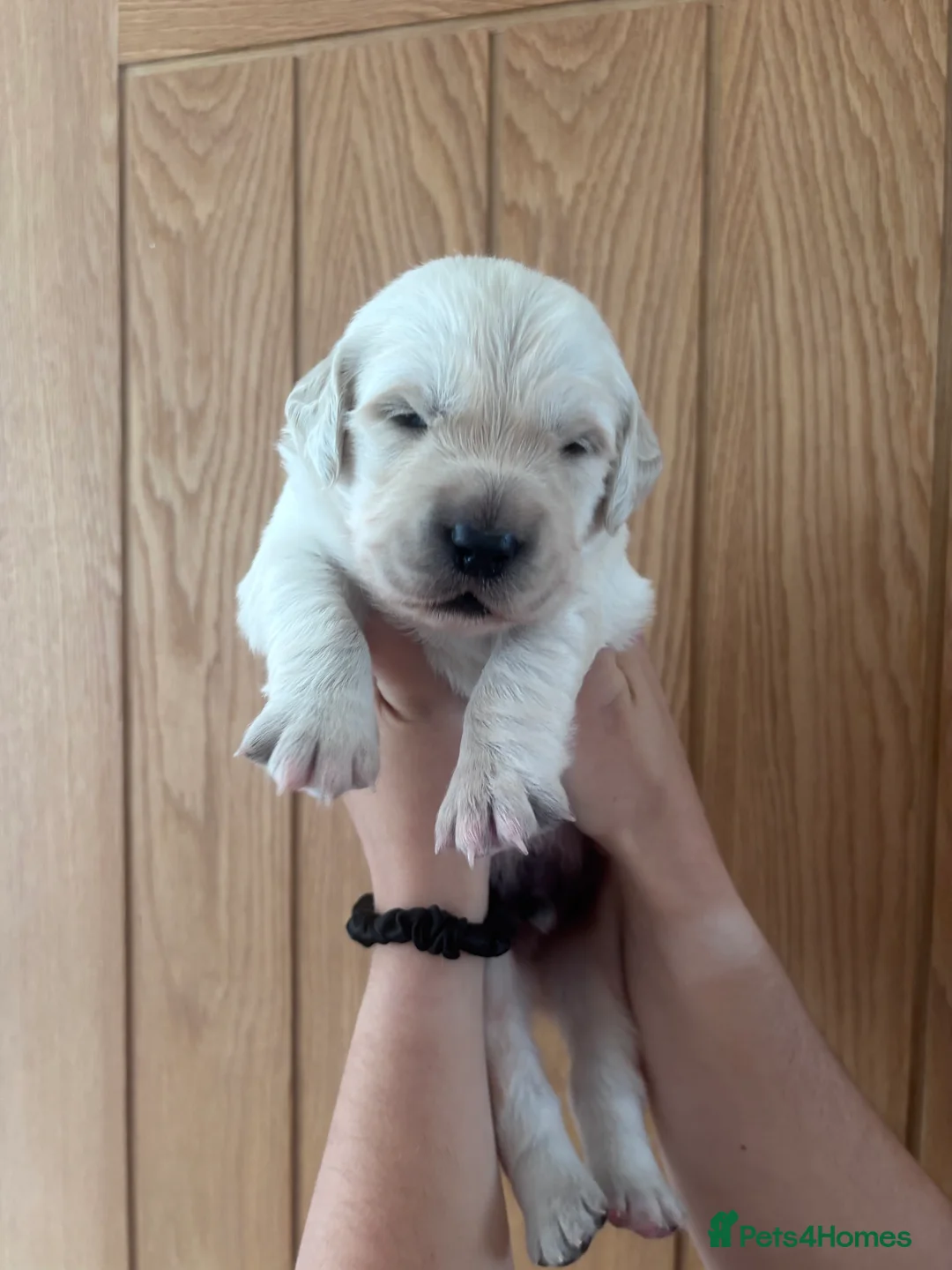 Golden Retriever dogs for sale: Golden retriever puppies🩷🩵 - Advert 20