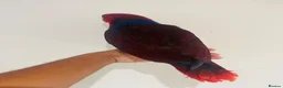 Parrots birds for sale: Hand reared Female Eclectus for sale  - Advert 7