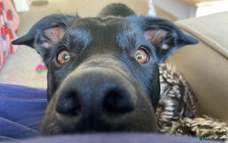 Mixed Breed dogs for sale: Cobi needs a new home ❤️ - Advert 2