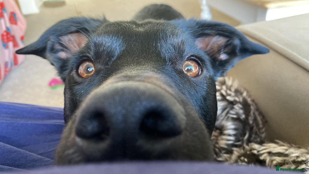 Mixed Breed dogs for sale: Cobi needs a new home ❤️ - Advert 2