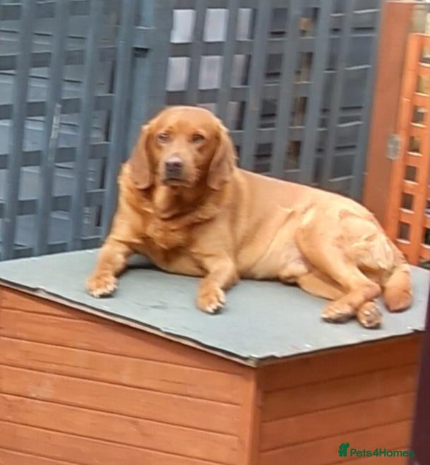 Labrador Retriever dogs LABRADOR PUPPIES - FOX RED KC REG. TESTED PARENTS - Advert 2