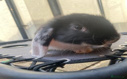 French Lop rabbits for sale: Giant French lop rabbits for sale  - Image 4