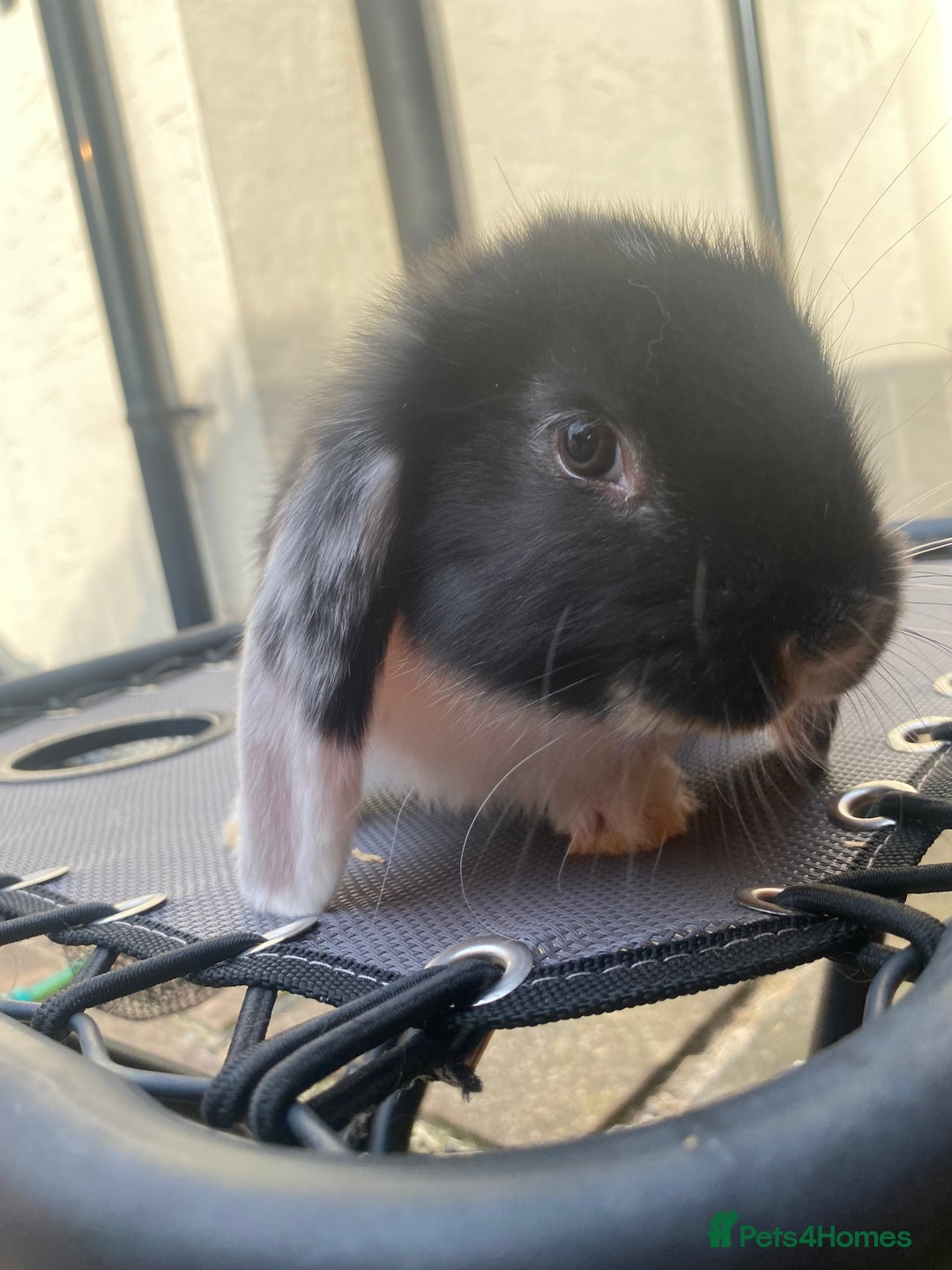 French Lop rabbits for sale: Giant French lop rabbits for sale  - Image 4