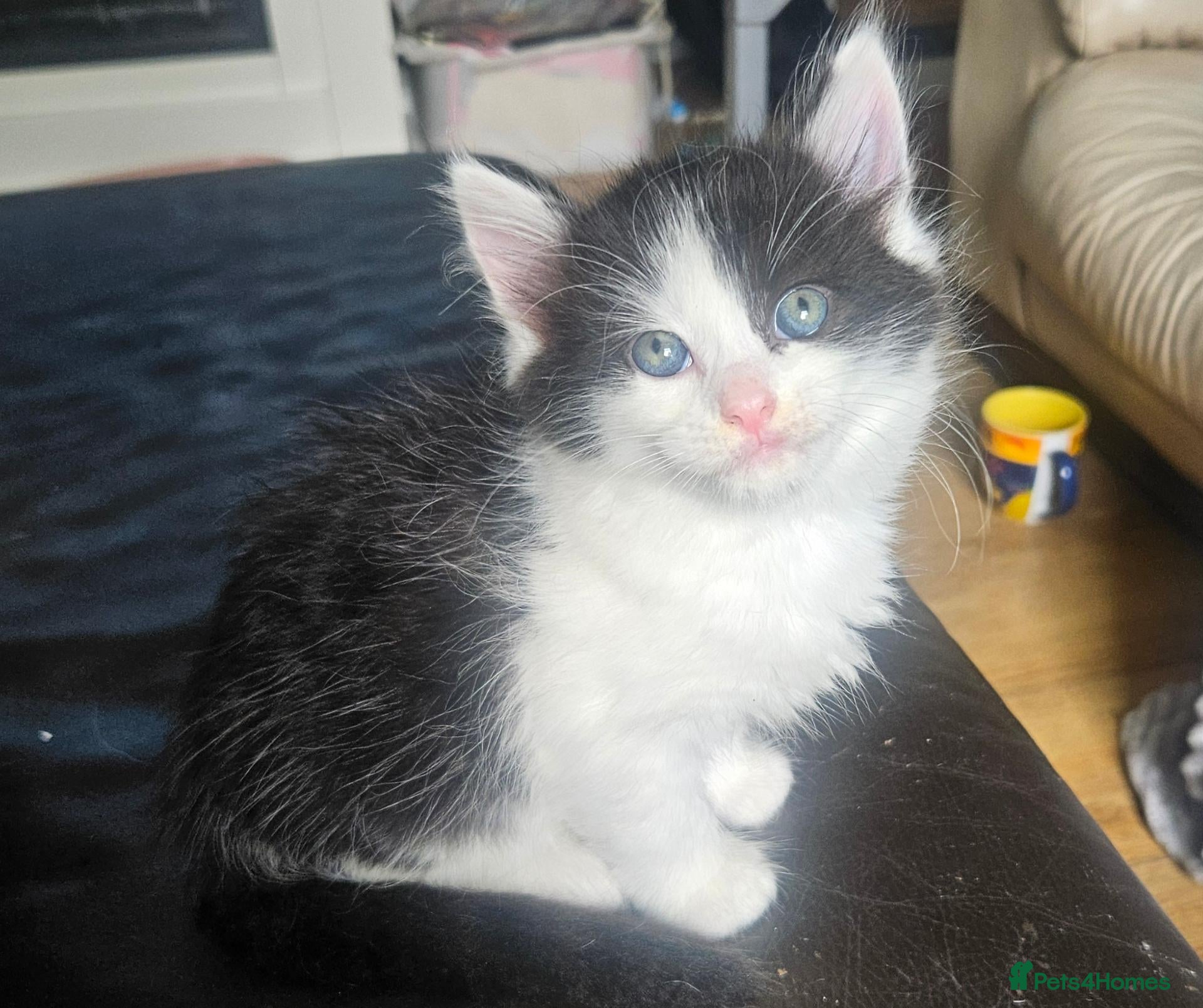 Mixed Breed cats 3 playing fluffy kittens - Advert 1