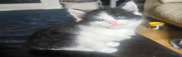 Mixed Breed cats for sale: 3 playing fluffy kittens - Advert 1