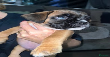 Boxer dogs - Advert 10