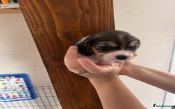Beagle dogs for sale: Gorgeous beagles KC registered  - Image 18