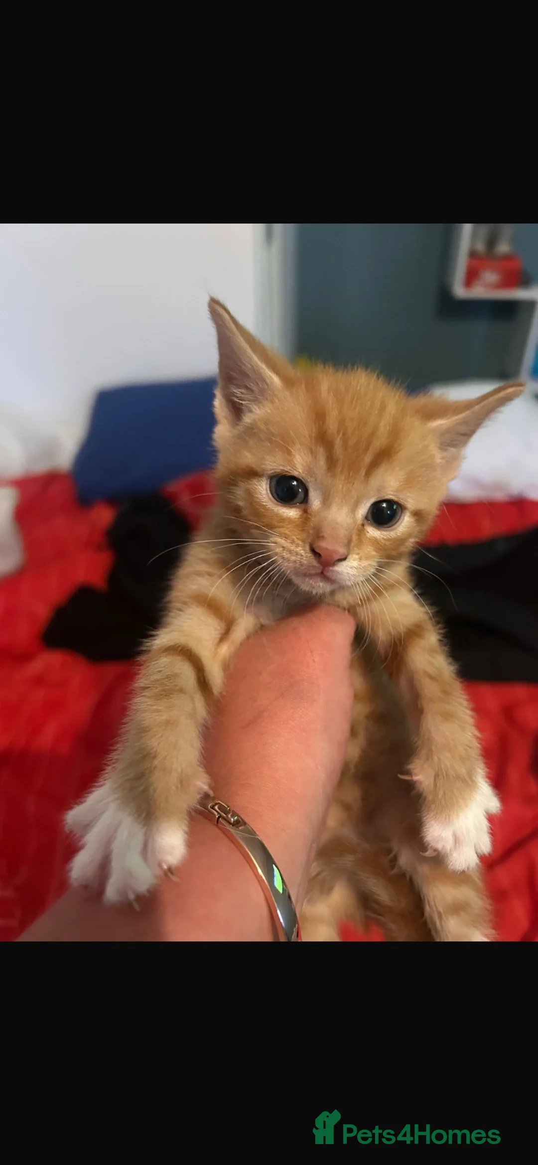 Mixed Breed cats for sale: 4 cute kittens  - Advert 2