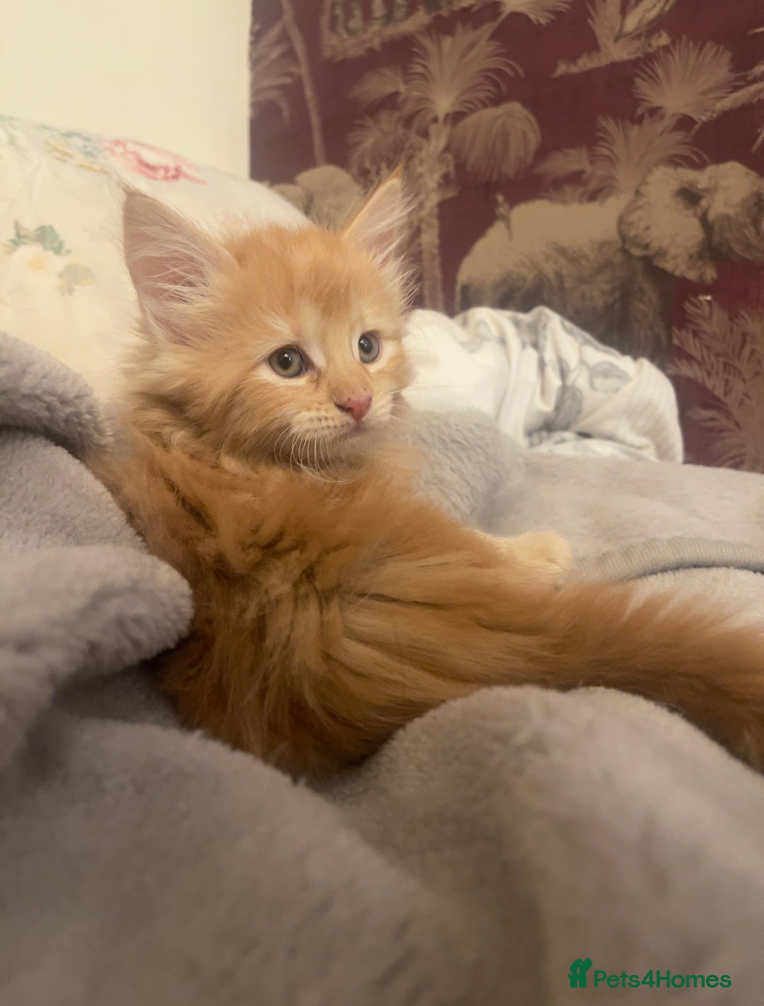 Mixed Breed cats for sale: 5 Fluffy Half Maine Coon kittens - Advert 24